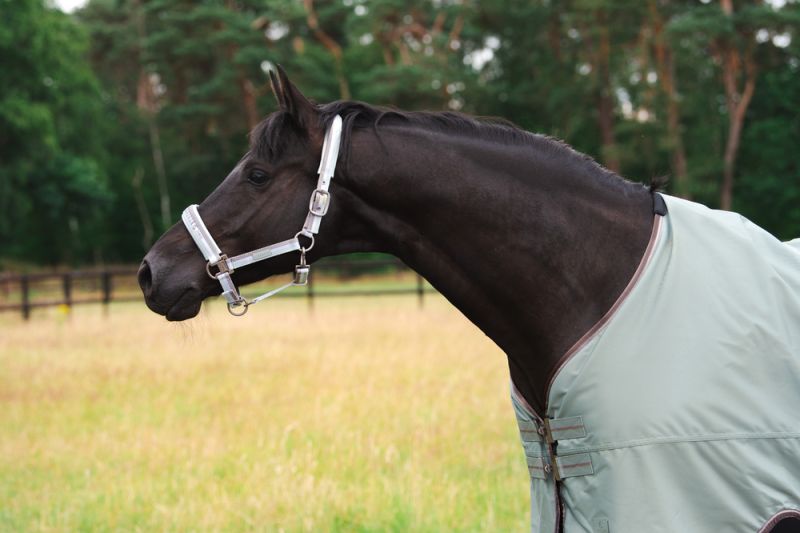 Pikeur GAMMA 840D Günstig kaufen