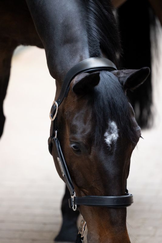 Pikeur LEATHER STALLION Neuheiten