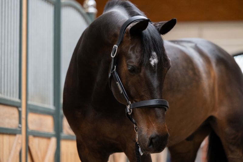 Pikeur LEATHER STALLION Neuheiten