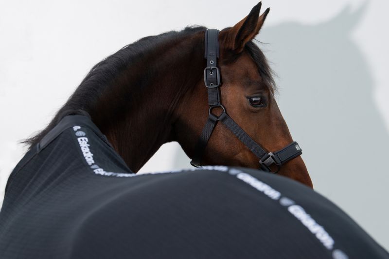 Pikeur Double-Pin Räumungsverkauf