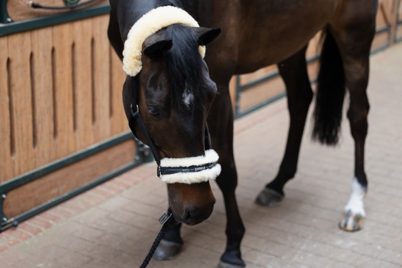 Pikeur LAMBSKIN PIN BUCKLE Tägliche Deals