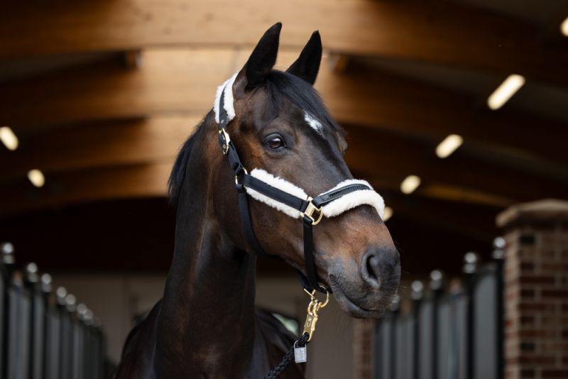 Pikeur EVO WOOL DOUBLEPIN VIP-Rabatte