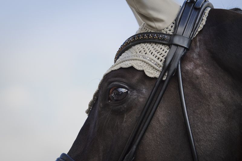Pikeur CRYSTAL Bis zu 55% Rabatt