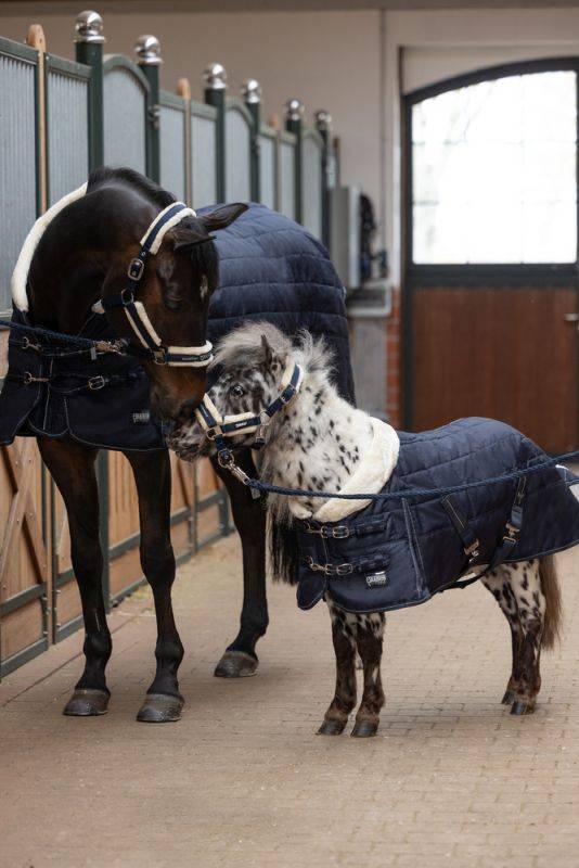 Pikeur ZETA 200 SHETTY Blitzverkäufe