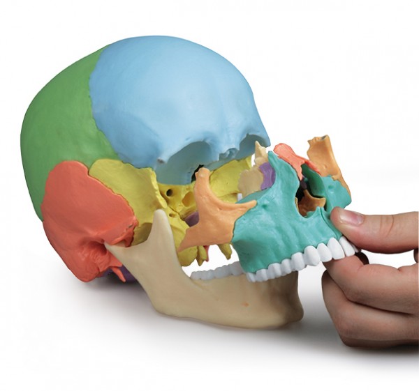 Schupp Osteopathie-Schädelmodell Blitzverkäufe