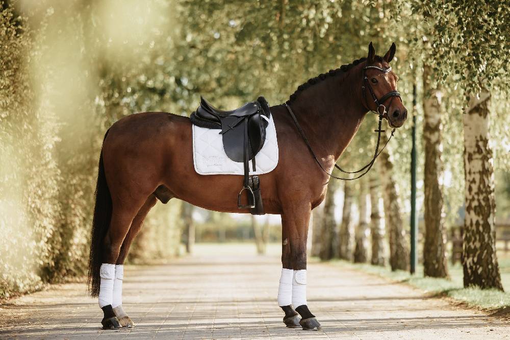 Spooks Dressage Pad Annber Blitzverkäufe