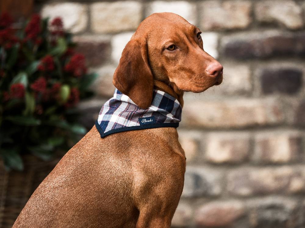 Spooks Dog Necker Chief