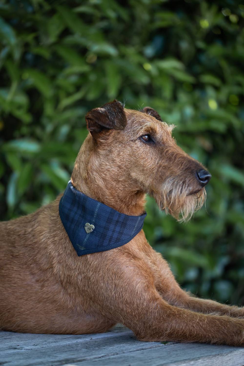 Spooks Dog Bandana Will Großer Ausverkauf