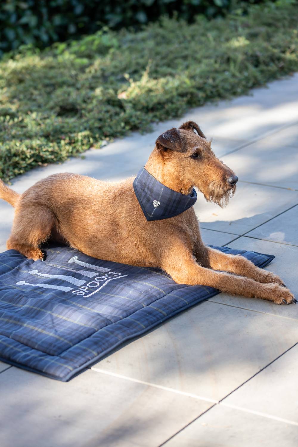 Spooks Dog Bandana Will Großer Ausverkauf