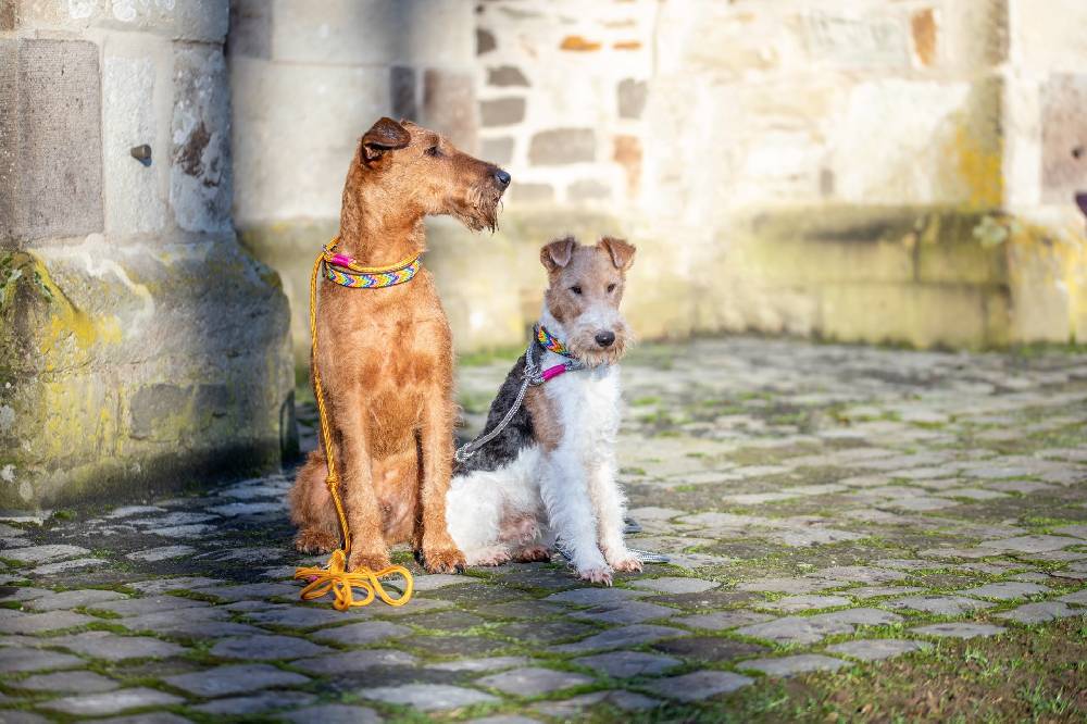 Spooks Hundehalsband Beads Begrenztes Angebot