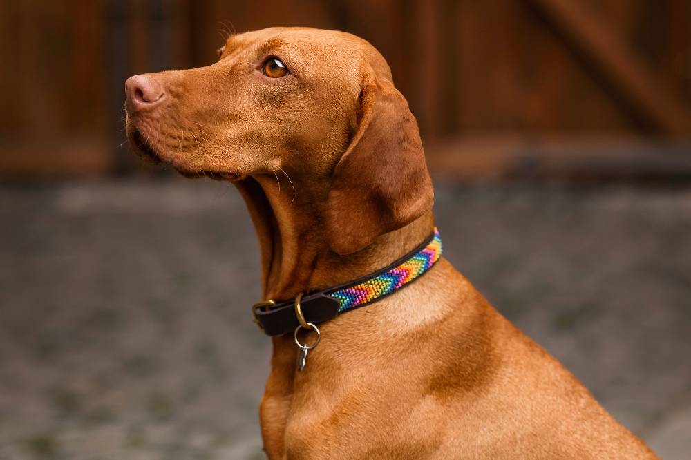 Spooks Hundehalsband Beads Begrenztes Angebot