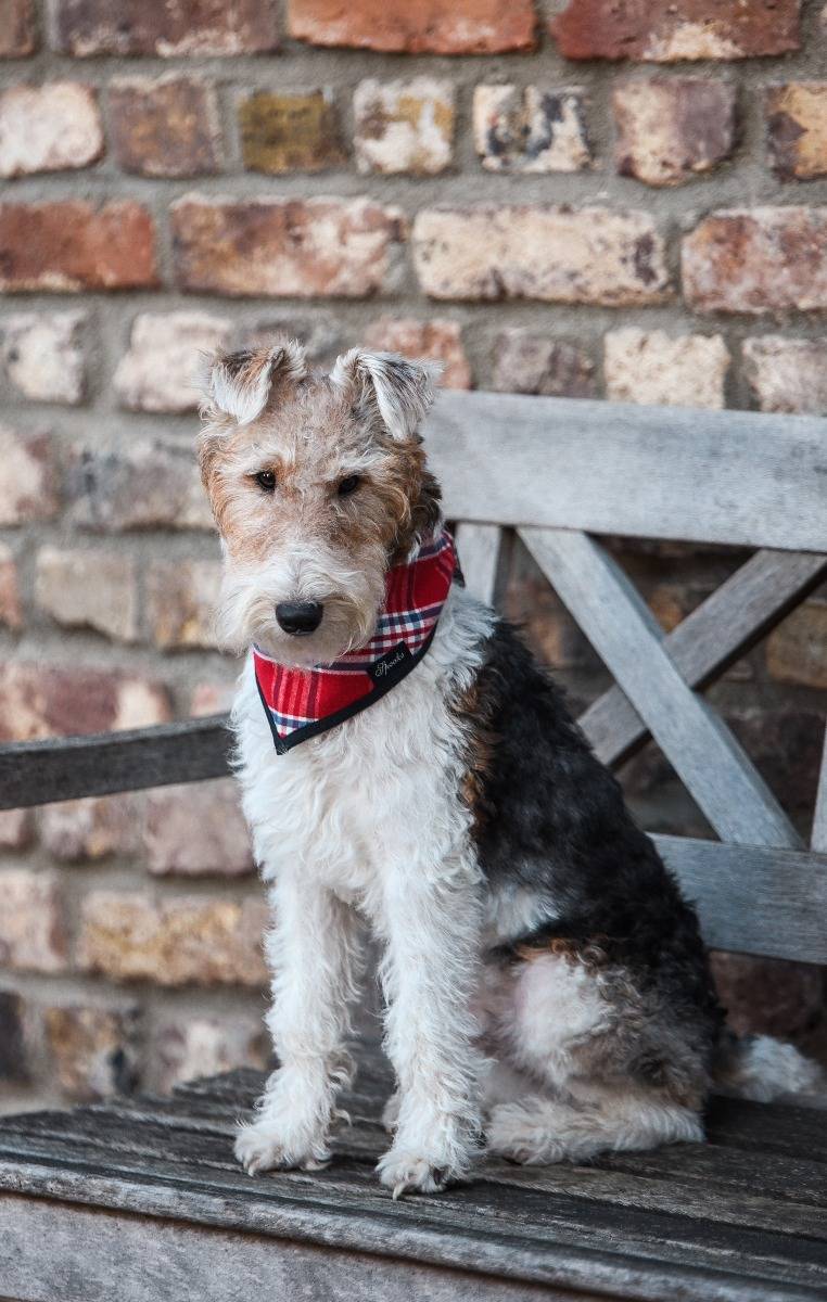 Spooks Dog Necker Chief Sonderangebot der Fabrik