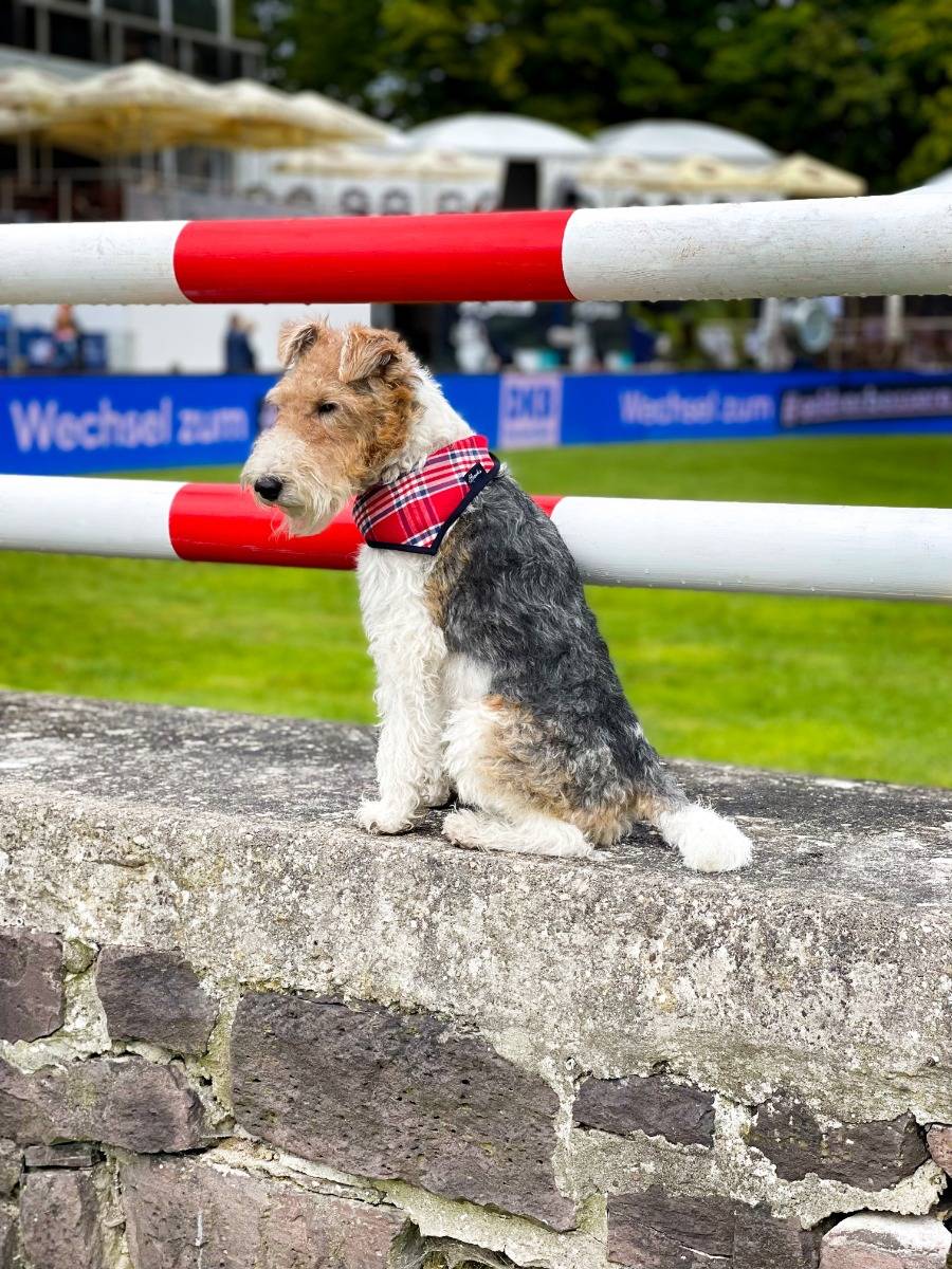 Spooks Dog Necker Chief Sonderangebot der Fabrik