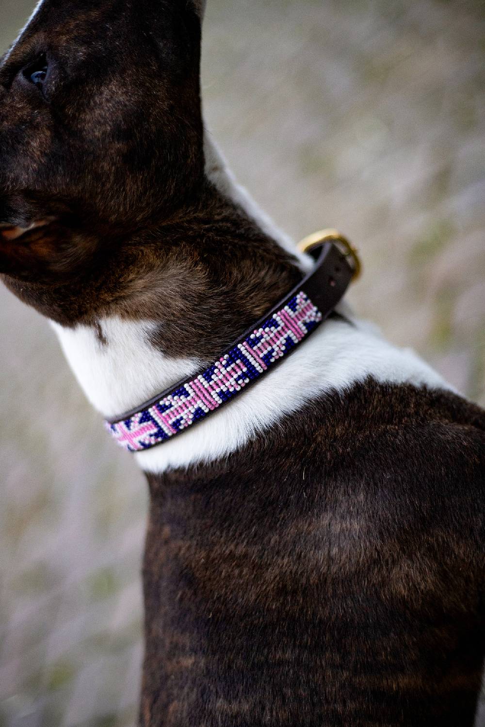 Spooks Hundehalsband Beads Bis zu 55% Rabatt