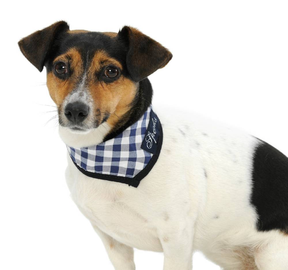 Spooks Dog Necker Chief Rabatte dieses Monats
