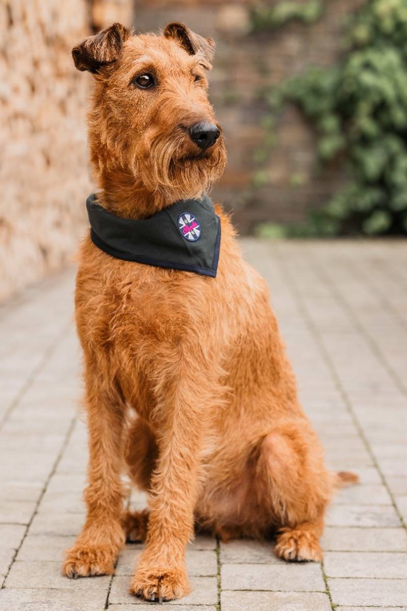 Spooks Dog Bandana