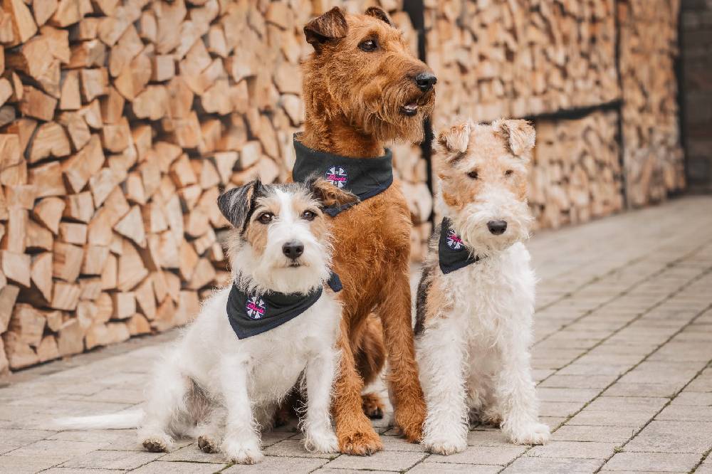 Spooks Dog Bandana Outlet