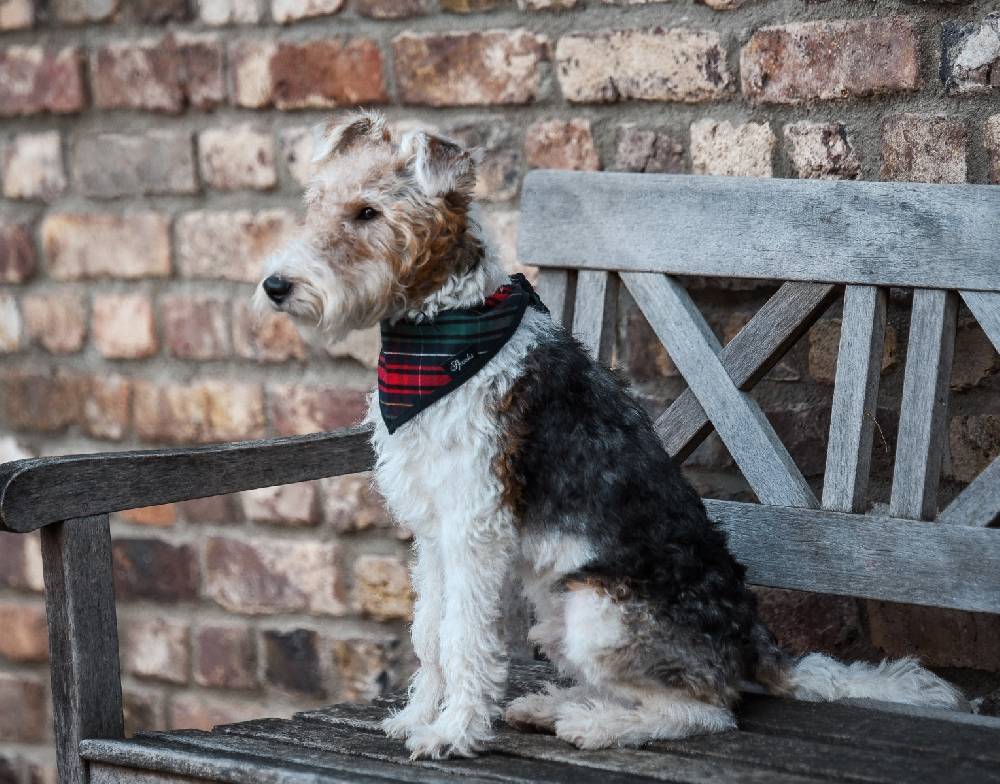 Spooks Dog Necker Chief Auslauf