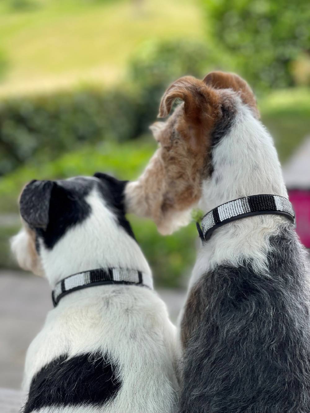 Spooks Hundehalsband Beads Schlussverkauf