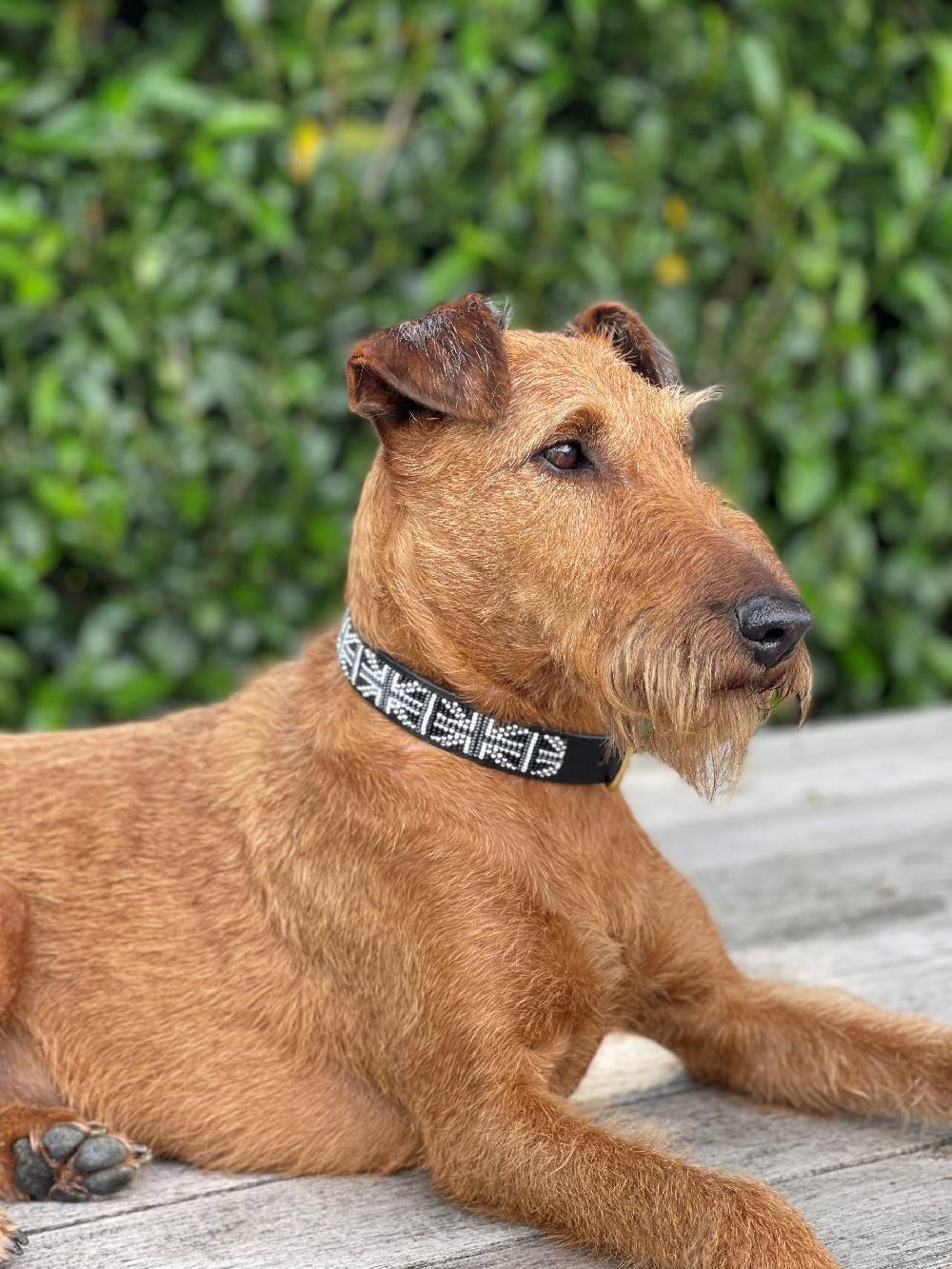 Spooks Hundehalsband Beads Meist gekauft