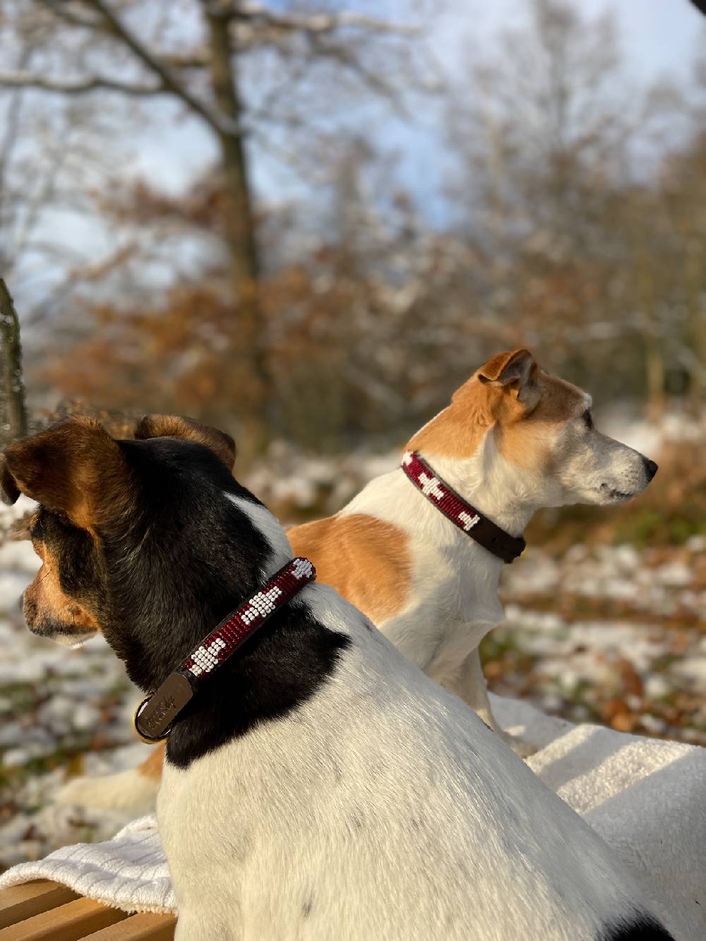 Spooks Dog Collar Beads Fabrik Onlineshop