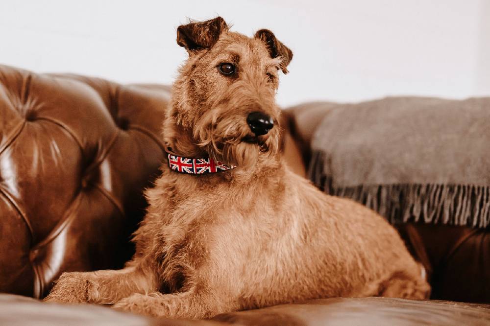 Spooks Hundehalsband Beads Flash Sale