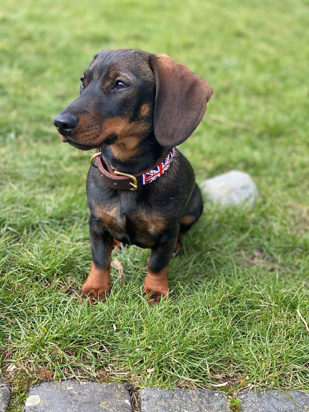Spooks Hundehalsband Beads Flash Sale