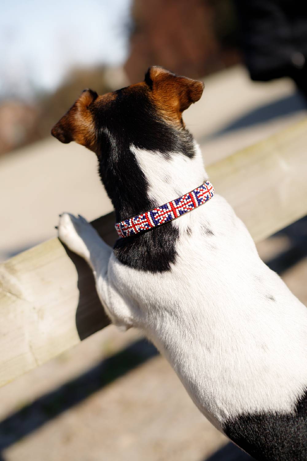 Spooks Hundehalsband Beads Flash Sale