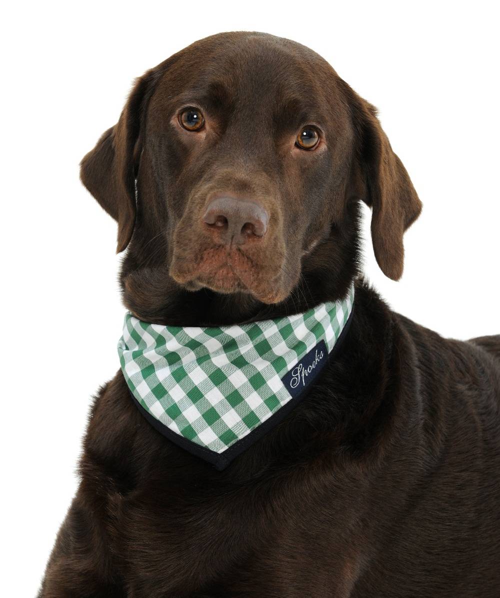Spooks Dog Necker Chief Online Shopping