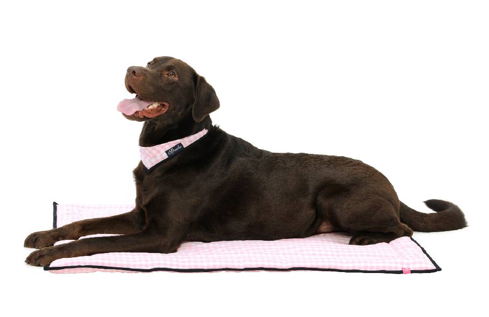 Spooks Dog Plaid 100 x 73 cm Black Friday