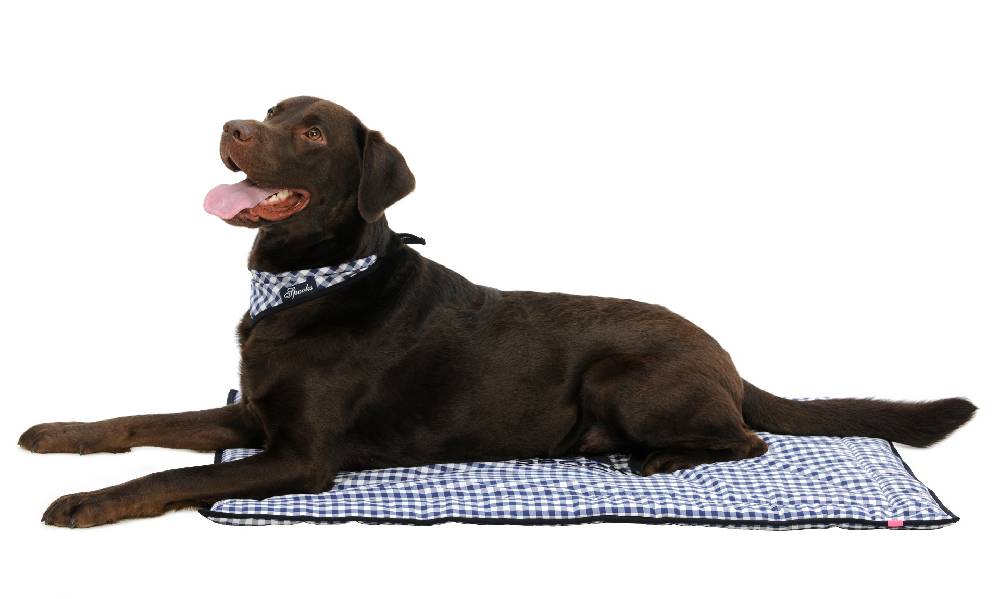 Spooks Dog Plaid 100 x 73 cm Cyber Monday