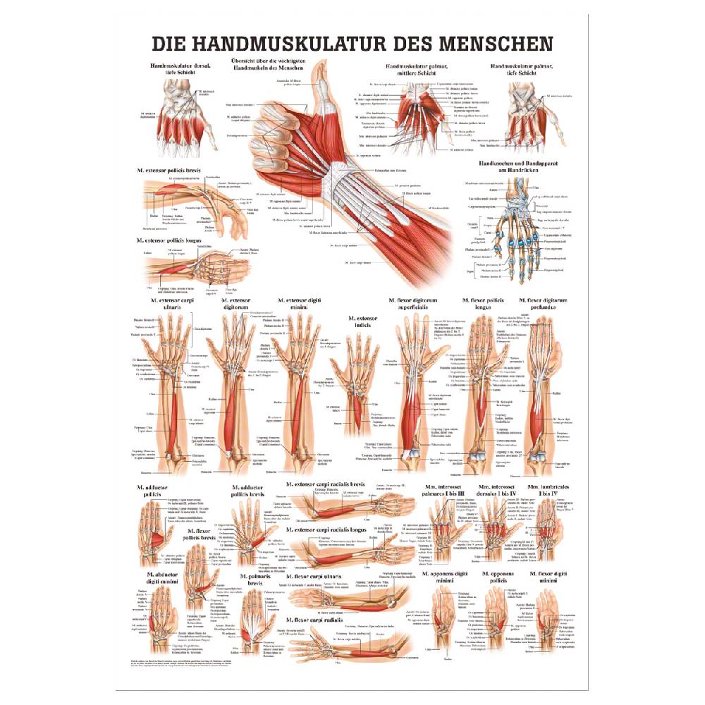 Sport Tec Mini-Poster "Handmuskulatur", LxB 34x24 cm