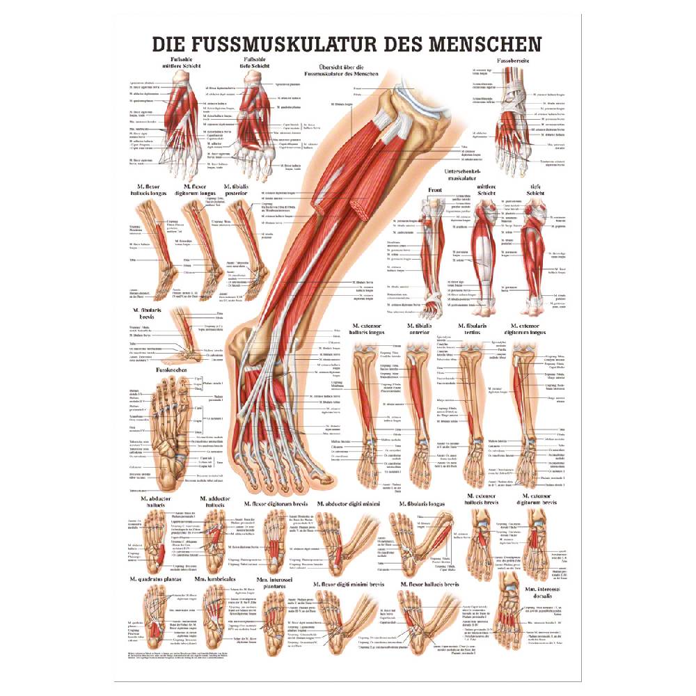 Sport Tec Mini-Poster "Die Fußmuskulatur", LxB 34x24 cm Großer Ausverkauf