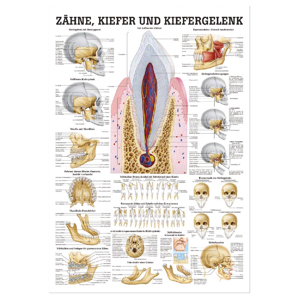 Sport Tec Mini-Poster "Zähne und Kiefergelenk", LxB 34x24 cm Exklusivangebot
