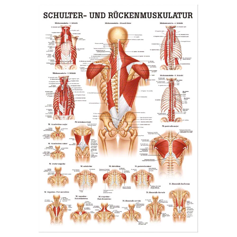 Sport Tec Mini-Poster "Schulter- u. Rückenmuskulatur", LxB 34x24 cm Saisonschlussverkauf