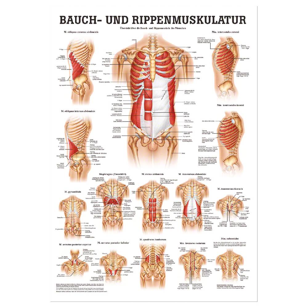 Sport Tec Mini-Poster "Bauch- u. Rippenmuskulatur", LxB 34x24 cm Black Friday