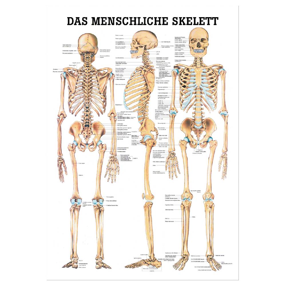 Sport Tec Mini-Poster "Das menschliche Skelett", LxB 34x24 cm Lagerräumung