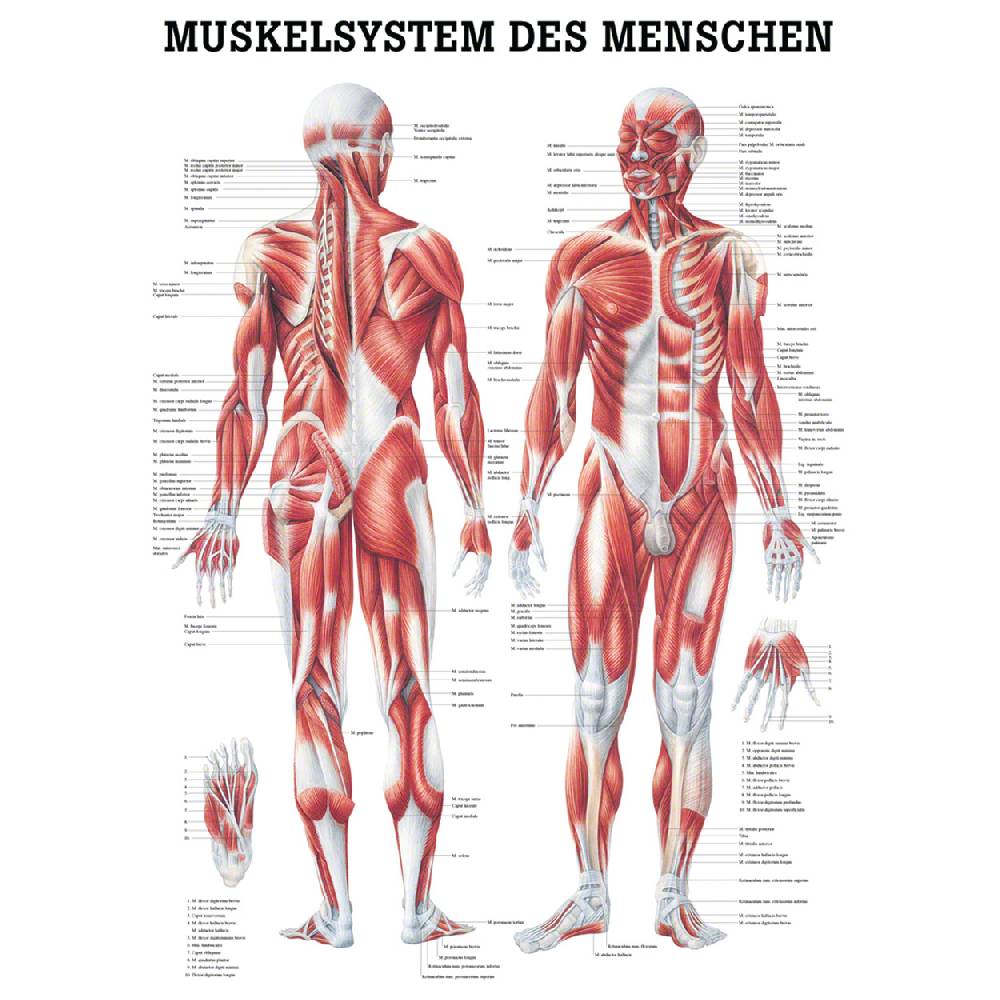 Sport Tec Mini-Poster "Menschliches Muskelsystem", LxB 34x24 cm