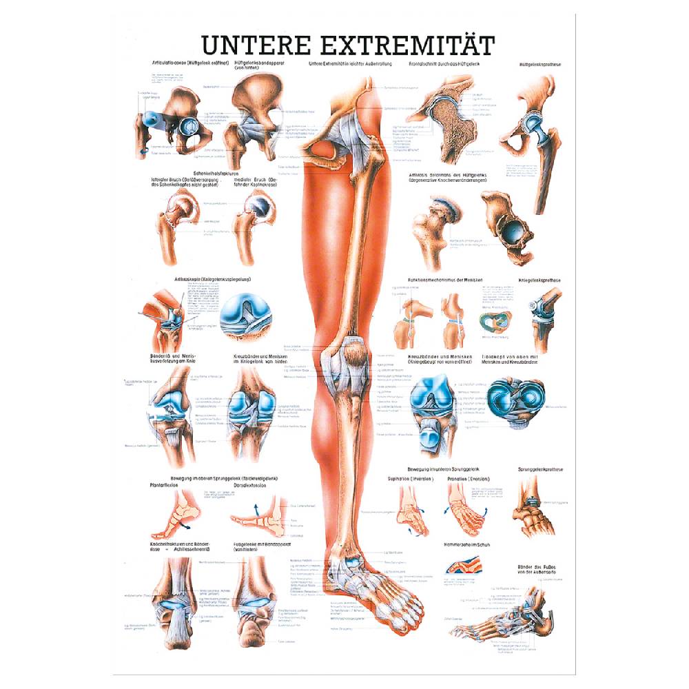 Sport Tec Mini-Poster "Untere Extremität", LxB 34x24 cm Zeitlich begrenztes Angebot