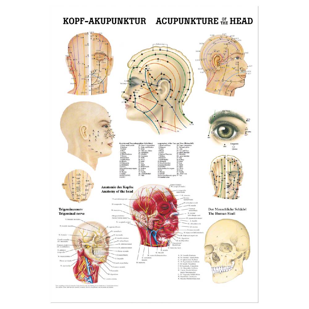 Sport Tec Mini-Poster "Kopf-Akupunktur", LxB 34x24 cm Wochenangebot
