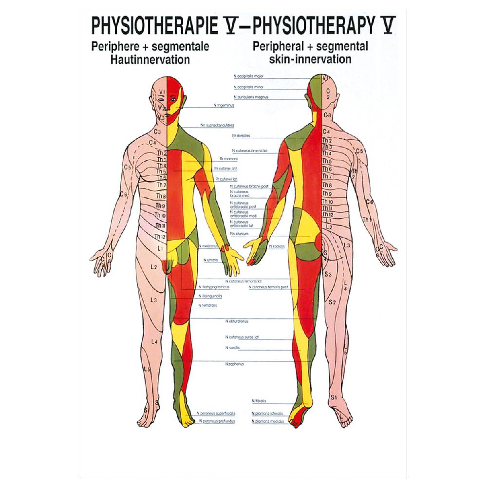 Sport Tec Mini-Poster "Hautinnervation", LxB 34x24 cm
