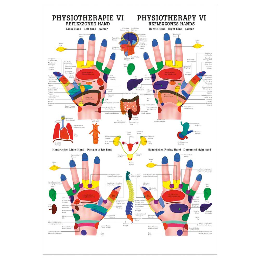Sport Tec Mini-Poster "Reflexzonen Hand", LxB 34x24 cm Letzte 2 Tage