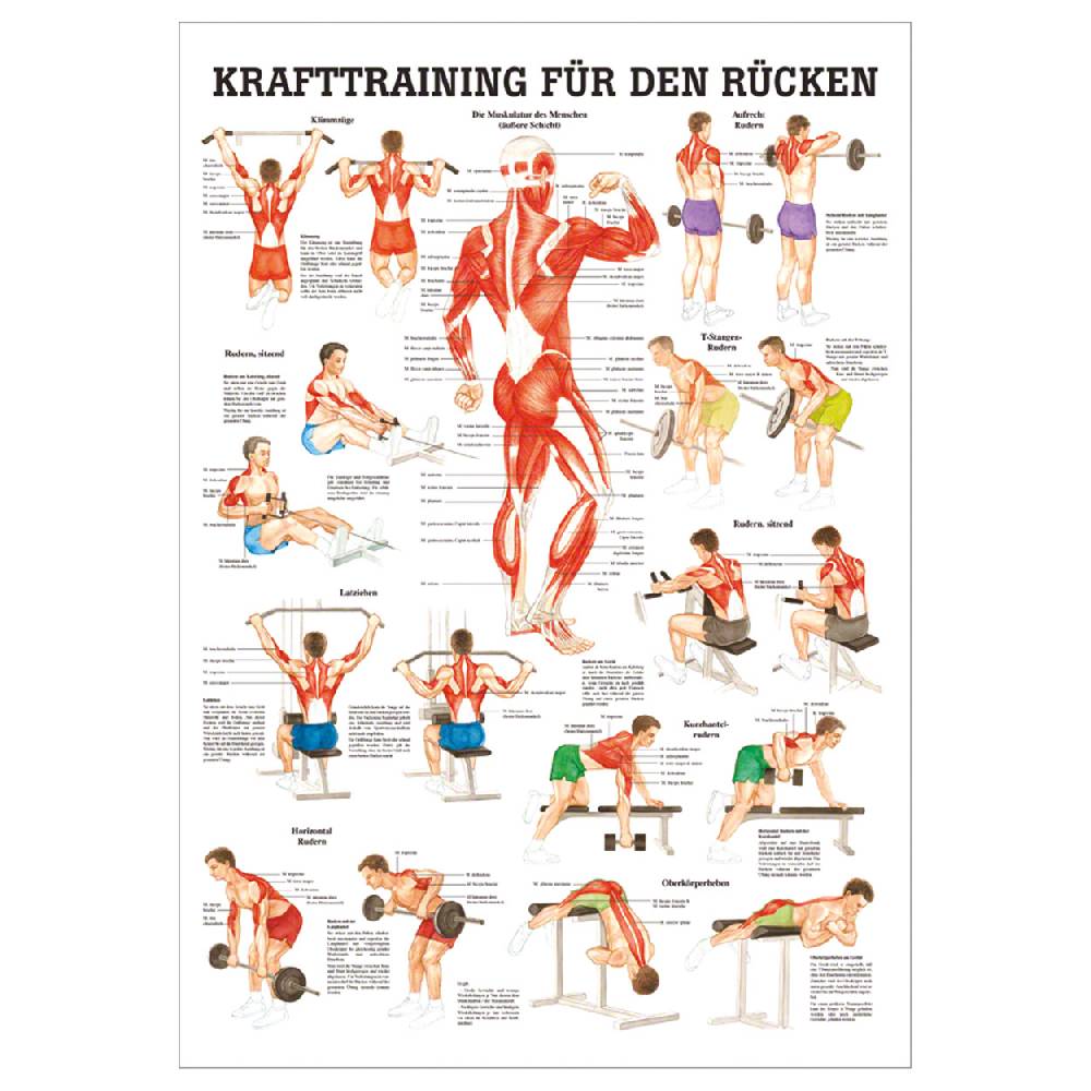 Sport Tec Mini-Poster "Krafttraining Rücken", LxB 34x24 cm Speichern exportieren