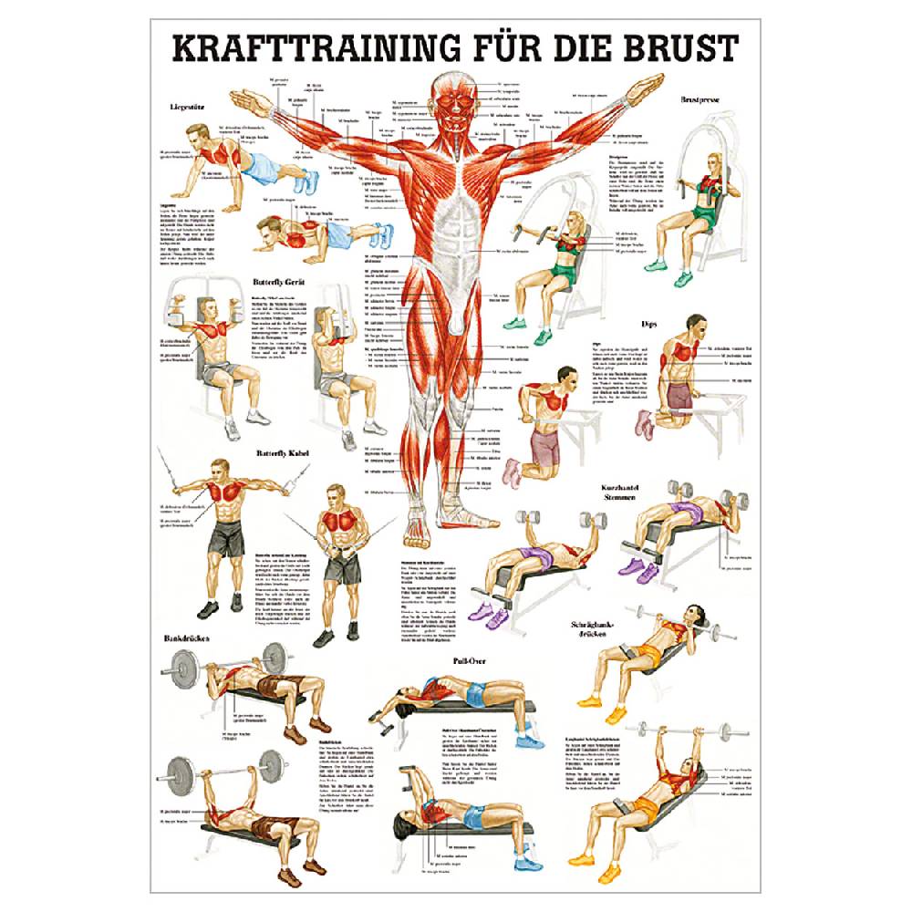 Sport Tec Mini-Poster "Krafttraining Brust", LxB 34x24 cm