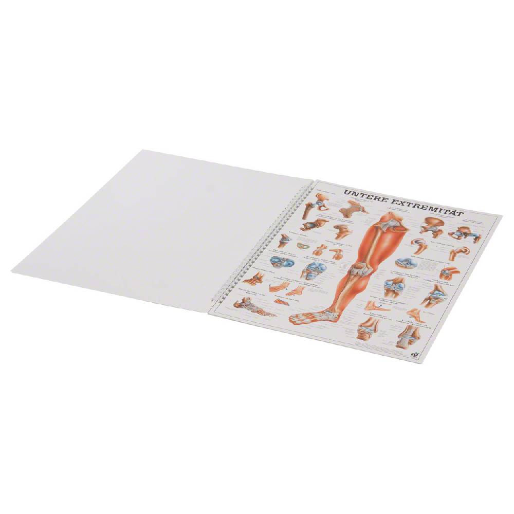 Sport Tec Mini-Poster Booklet "Anatomie des Menschen", LxB 34x24 cm, 12 Poster 2025