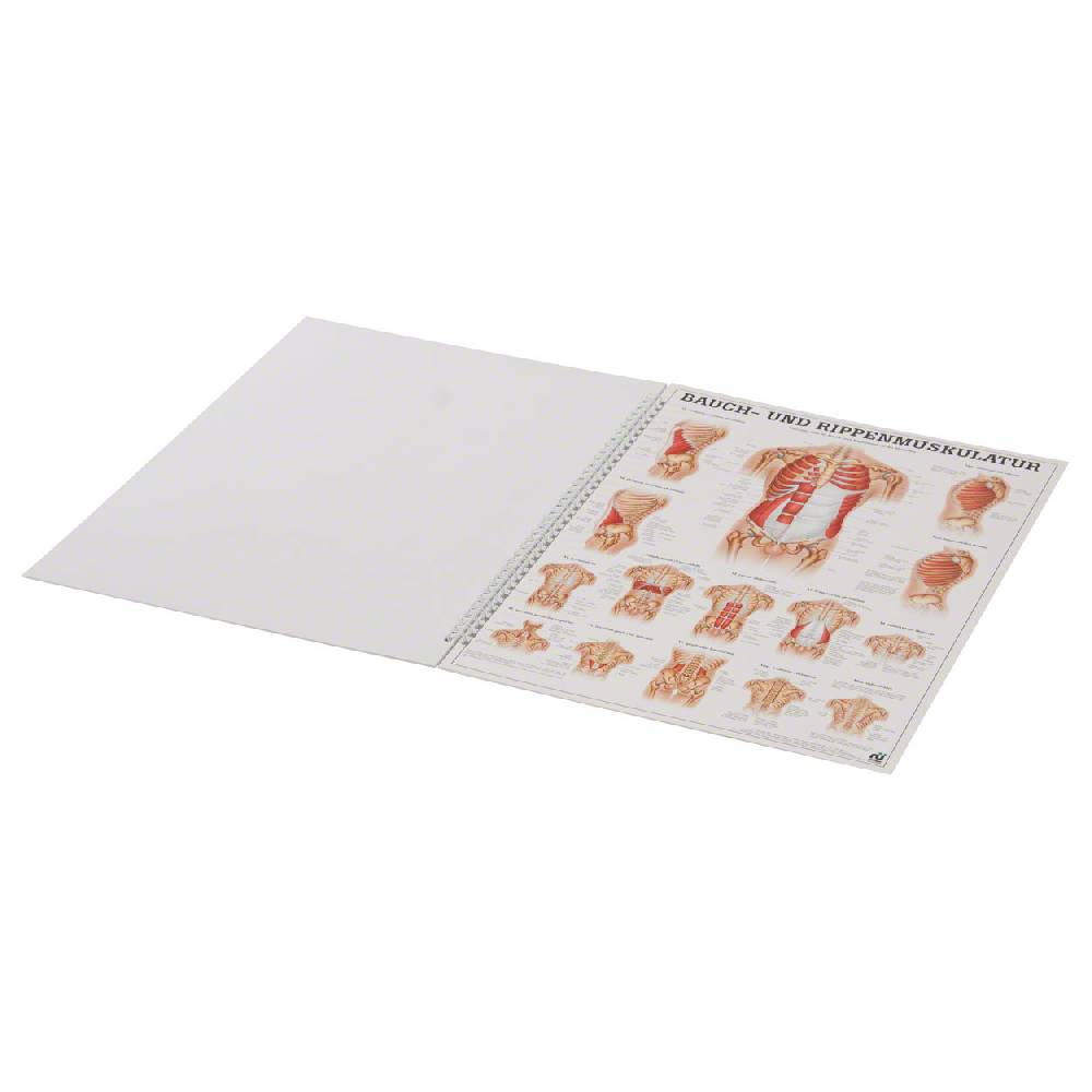 Sport Tec Mini-Poster Booklet "Muskulatur des Menschen", LxB 34x24 cm, 12 Poster Online