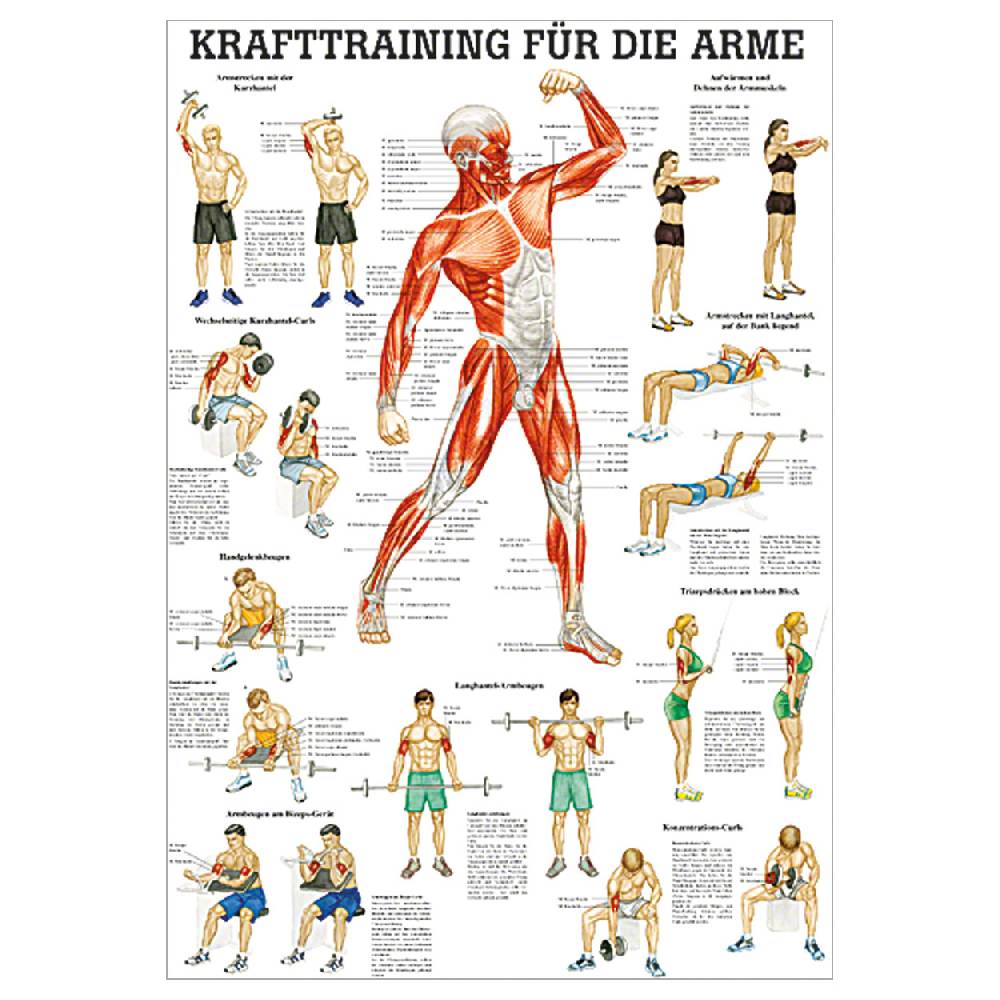 Sport Tec Lehrtafel "Krafttraining Arme", LxB 100x70 cm Schlussverkauf