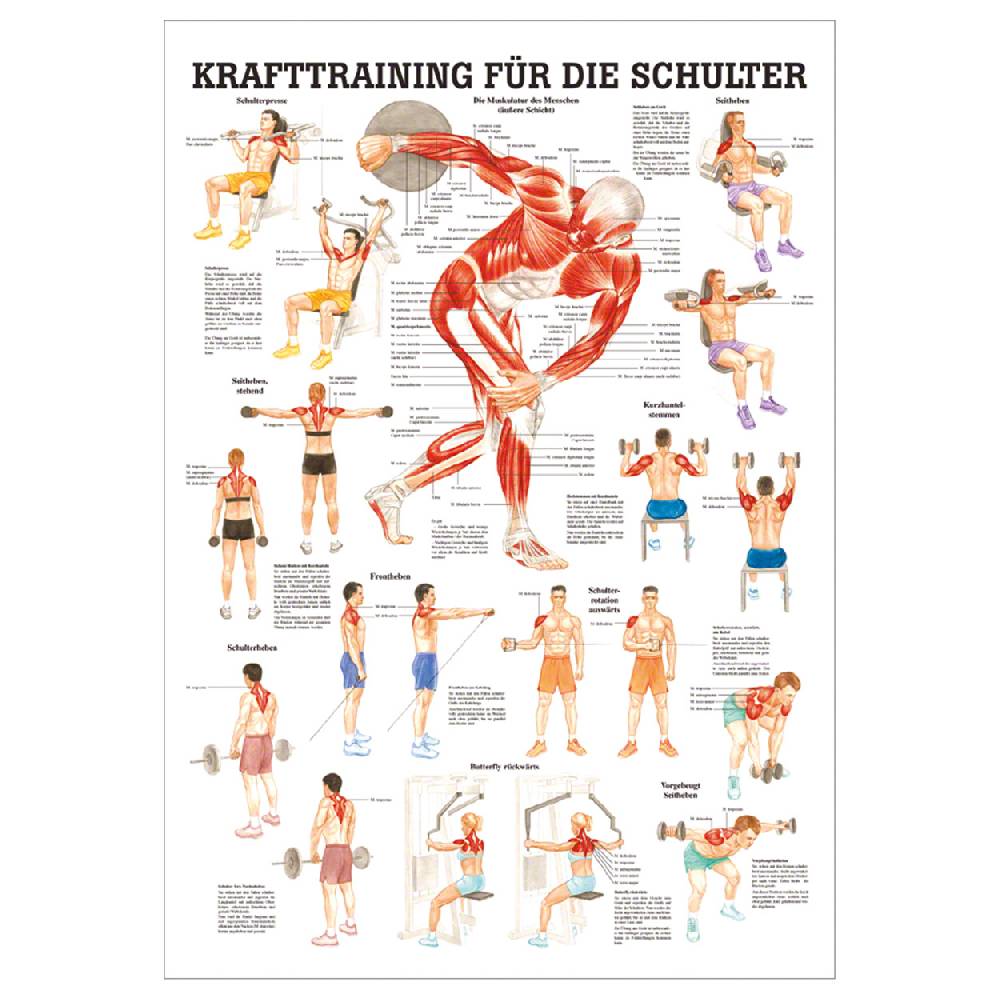 Sport Tec Lehrtafel "Krafttraining Schulter", LxB 100x70 cm Kostenloser Versand