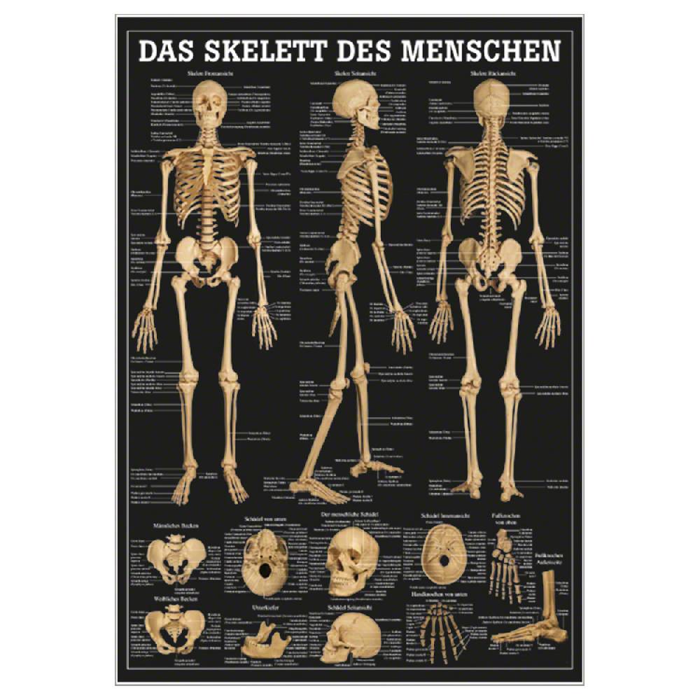 Sport Tec Lehrtafel "Das Skelett des Menschen", LxB 100x70 cm Limitierter Zeitrabatt