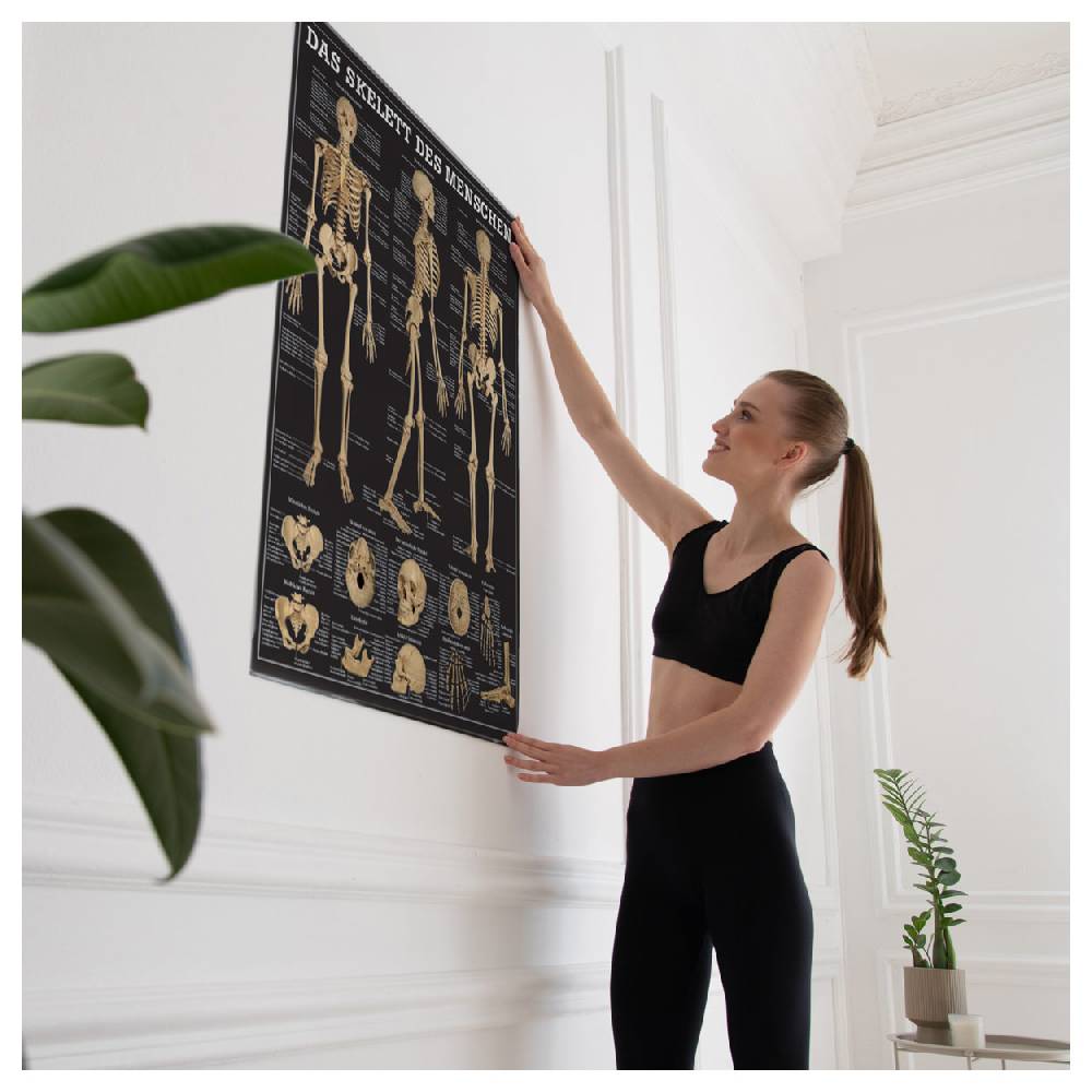 Sport Tec Lehrtafel "Das Skelett des Menschen", LxB 100x70 cm Limitierter Zeitrabatt